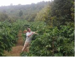 Nâng cao thu nhập nhờ trồng xen canh sầu riêng trong vườn cà phê