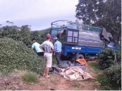 Bà Hà Linh mất, dân trồng trà khốn đốn