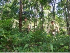 Triển khai cơ chế, chính sách bảo vệ và phát triển rừng