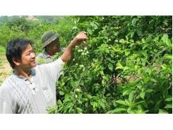 Nông dân Lạng Sơn ứng dụng khoa học vào phát triển cây ăn quả