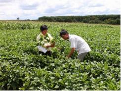 Liên kết phát triển vùng nguyên liệu đậu nành