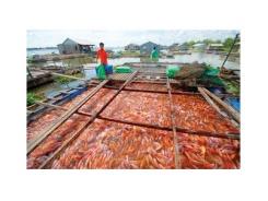 Tiềm năng xuất khẩu lớn của cá điêu hồng