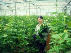 Hoa Đà Lạt tăng giá mạnh trước 20-10