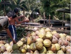 Giá dừa Bến Tre tăng cao kỷ lục