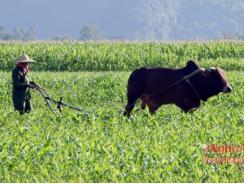Trồng ngô sinh khối thu lãi 100 triệu đồng/ha