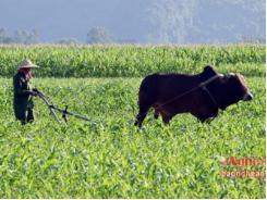 Trồng ngô sinh khối thu lãi 100 triệu đồng/ha