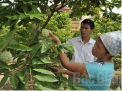 Lãi lớn nhờ bắt na ra quả