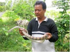 An Giang: Đổi đời từ nuôi rắn thả vườn