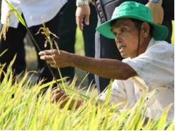 Không tên tuổi, gạo Việt thua đau: Nâng chất, bỏ đua số lượng