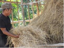 Bí quyết làm nhà rơm dự trữ cho trâu, bò vào mùa đông