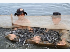 Tăng năng suất cá kèo bằng phương pháp nuôi trên ruộng muối