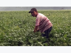 Indonesia chiếu xạ tuyển giống đậu nành chịu lụt, kháng sâu rầy