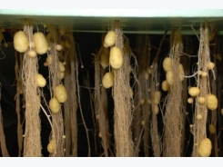 Aeroponic Technology: Revolutionising Potato Seed Production
