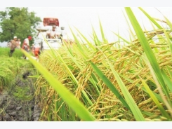 Vietnam rice exporters should focus on Asian markets