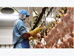 EU muốn nhập thịt gà của Việt Nam