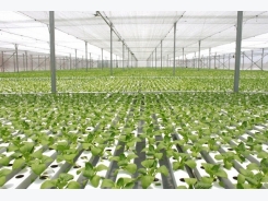 Ứng dụng công nghệ cao trong sản xuất nông nghiệp sạch của Israel