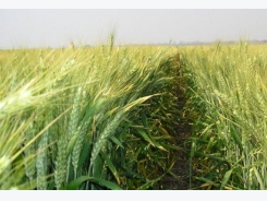 Study finds disease resistance in wheat germplasm