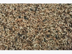Insects as an alternative raw material in pig feed
