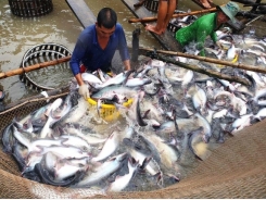 No year-end surge in tra fish, shrimp exports to the US: VASEP
