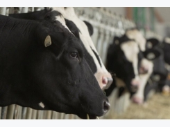 Benefits of vitamin B for dairy cows