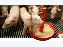 Strategies to control piglet weight variability in the nursery (1/2): farrowing,segregation