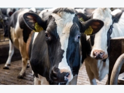 Heat stress in the dairy cow: A refreshing new take