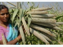 Pearl millet genome shows way for extreme heat-tolerant varieties