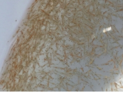 Global brine shrimp supply a potential bottleneck to aquaculture expansion, part 2