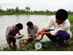 Nghệ An: Điểm nhấn mô hình thủy sản nước ngọt