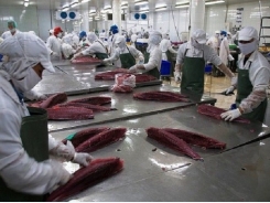Vietnam seafood exporters: EU yellow card an 'opportunity to improve'