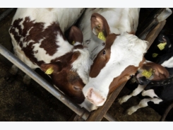 Facial recognition of dairy cows
