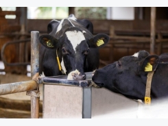 Good quality water: An essential nutrient for dairy cows