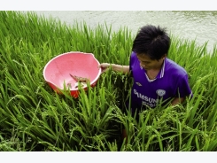 Nam Định: Ấn tượng mô hình canh tác cá - lúa mới