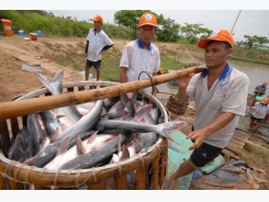 Vietnam mulls ways of dealing with strict US anti-dumping duties