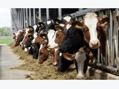Herd size and feeding silage impacts risk of TB