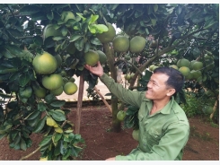 Làm giàu ở nông thôn: Thu tiền tỷ/năm nhờ trồng cà phê xen cây có múi