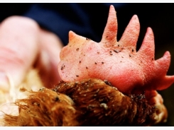 Challenges and solutions in coping with poultry red mite