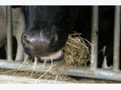 Nutritional strategies for healthy cows