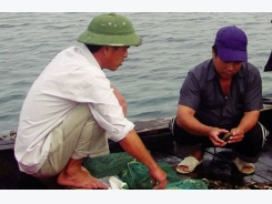 Quảng Nam: Nuôi bào ngư thương phẩm ở Cù Lao Chàm