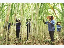 Sugarcane businesses to try to cope with ATIGA