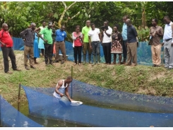 Catfish farming offers hope for Ghana’s former fishermen