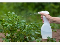 Five important things to consider when doing foliar spraying