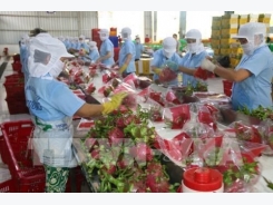 More Vietnamese dragon fruits shipped to Australia