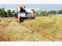 Vietnam to decrease rice export volume, increase value