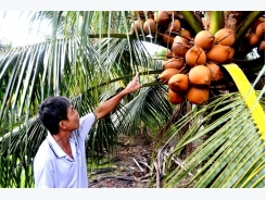 Trồng dừa Mã Lai cho thu nhập gấp 3 lần trồng lúa