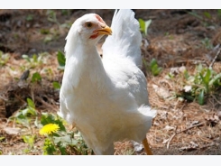 Scientists look at genetics behind chicken weight gain