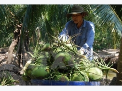Ben Tre targets sustainable agricultural development