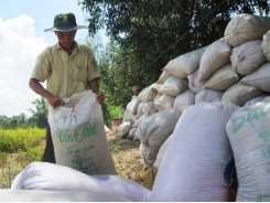 Trồng đồng nhất một giống, gạo Việt được trả cao hơn 50-60 USD/tấn
