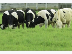 From the field to the cow’s health: Mycotoxin-contaminated forage