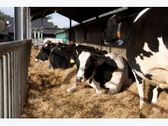 2 more lactations with healthy dry cows